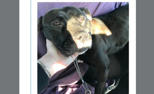 Gucci, le chien de 3 ans traîné derrière un scooter, va mieux.