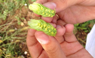 La société Hopen-Terre de houblon veut développer une filière houblon en Nouvelle-Aquitaine.