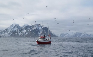 Un petit bateau de pêche au cabillaud, au large des îles Lofoten en Norvège, le 5 avril 2011.