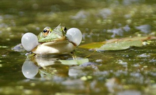 Un crapaud croasse pour attirer la femelle.