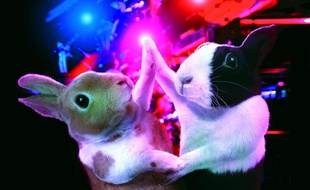 Les ravissants Ballroom Bunnies vont pouvoir danser le Boléro sans avoir à payer de droits d'auteur.