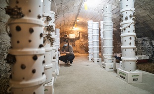 Les champignons cultivés dans les caves de La Mirande.