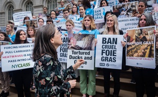 Manifestation de défenseurs des droits des animaux devant la mairie de New York, le 18 juin 2019.