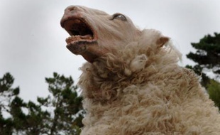 Image du film «Black Sheep», de Jonathan King.