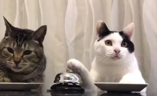 La vidéo de deux chats appuyant sur des sonnettes pour avoir leurs croquettes a fait le tour de la toile, en mars 2017.