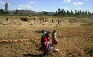 La course aux surfaces agricoles en Afrique, achetées ou louées pour produire du biocarburant pour les Occidentaux ou nourrir l'Asie, est une bombe à retardement sur un continent qui ne mange pas partout à sa faim.