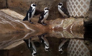 Lila et Gelb, deux pingouins d'une espèce rare nés en janvier au zoo de Szeged (170 km au sud de Budapest) viennent d'être présentés au public.