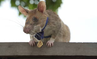 Le rat Magawa.