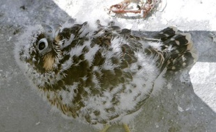 Les pèlerins se plaisent à Lille et trouvent facilement de quoi se nourrir avec les pigeons qui pullulent. Une belle tête de vainqueur pour ces jeunes faucons à peine débarrassés de leur duvet natal.