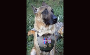 Diesel, la chienne du Raid morte le 18 novembre 2015 lors de l'assaut à Saint-Denis.