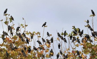 Les oiseaux et les papillons européens s'adaptent au réchauffement climatique en remontant vers le nord, mais pas suffisamment vite pour compenser l'augmentation des températures moyennes, démontre pour la première fois une étude publiée dimanche.