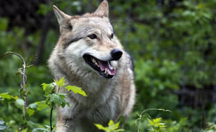 L'animal solitaire se cherche un nouveau territoire (photo d'illustration).