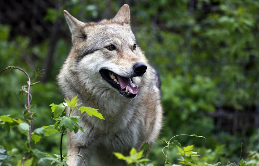 La Presence D Un Loup Confirmee Dans Les Yvelines
