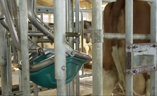 L'urinoir robotisé stimule un nerf au-dessus de la mamelle, ce qui donne à la vache l'envie d'uriner.