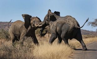 Deux éléphants en Afrique du Sud (illustration).