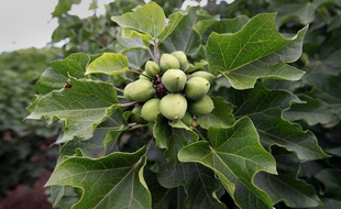 Des graines de jatropha.