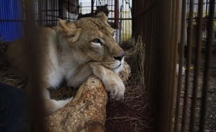 Une lionne dans une cage. (Illustration)