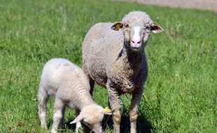 Des moutons sur une exploitation française. Illustration.