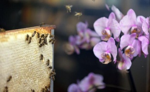 La diminution de la population d'insectes pollinisateurs sauvages due à la perte de leur habitat et au réchauffement climatique menace la production agricole mondiale, met en garde jeudi une étude internationale publiée aux Etats-Unis.