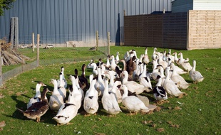 Illustration de canards.