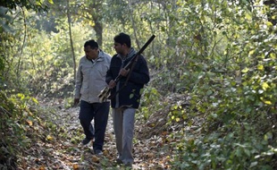 Des gardes forestiers cherchent la piste d'un tigre mangeur d'hommes près de Barahpur, le 1er février 2014 dans le nord de l'Inde