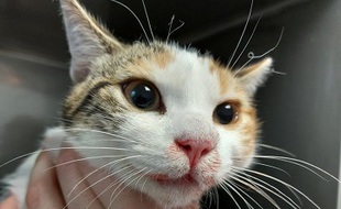 Le chaton souffre de multiples fractures.
