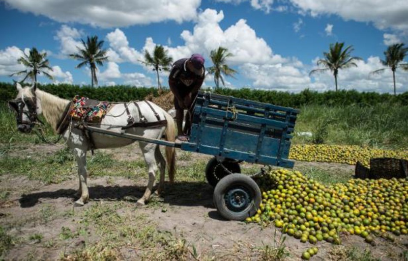 Brésil les coopératives, cruciales pour les petits producteurs d'oranges Brésil les coopératives, cruciales pour les petits producteurs d'oranges