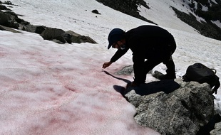 La couleur rose de la neige est due à la présence d'une algue, qui accélère sa fonte.