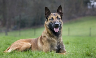Un berger malinois est mort après une baignade dans la rivière Cher.
(illustration)