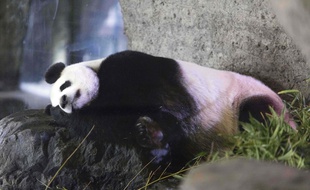 La femelle panda Hao Hao ne sort quasiment plus depuis qu'elle est probablement enceinte