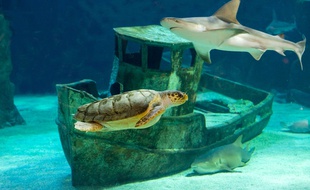 Une tortue dans le grand bassin des requins d'Asutralie.