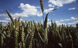 Les cultures dans plusieurs régions pourraient être menacées si la pluie continue à manquer ces prochaines semaines