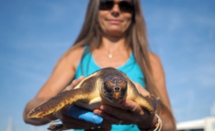 La tortue, recueillie en hypothermie au début de l'été, a repris du poil de la bête