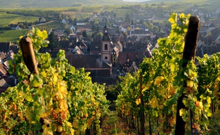 Le vignoble dans le village de Riquewihr, dans le Bas-Rhin.