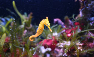Un hippocampe (illustration).