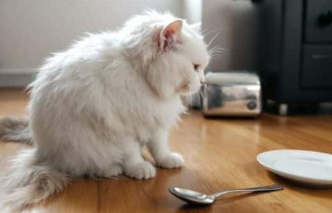 Ces petits bruits dans votre maison peuvent sérieusement perturber la santé de votre chat