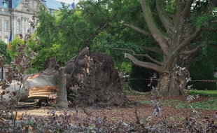 Un arbre centenaire de la place de la République est tombé pendant l'orage de mercredi soir à Strasbourg. Le 20 juin 2019.