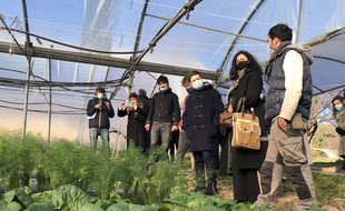 La mairie de Marseille souhaite développer l'agriculture urbaine