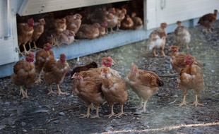 Grippe aviaire: une "source commune" aux foyers découverts en France identifiée (Illustration)