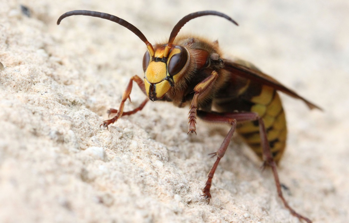 Arras Ils retrouvent 200 guêpes mortes dans leur maison à leur retour de vacances