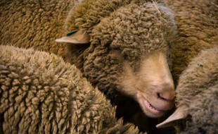 Des moutons dans un stand le 27 février 2016 au Salon de l'Agriculture à Paris