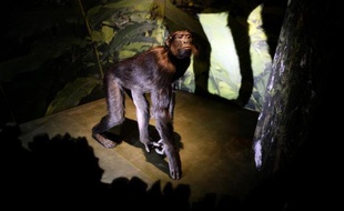 Un singe empaillé exposé le 4 février 2015 Museum national d'histoire naturelle à Paris, dans le cadre de l'exposition "Sur la piste des grands singes"