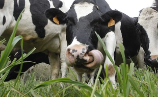 Lorraine: Des vaches saccagent un cimetière