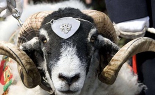 Un bélier, lors d'un défilé militaire, le 3 avril 2009.