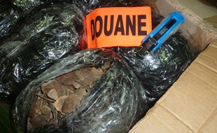 Les douaniers ont saisi 250 kg d'écailles de pangolin à Roissy.