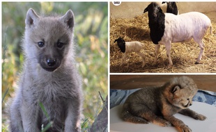 Des bébés animaux du parc Planète Sauvage