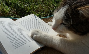 Tu seras la star littéraire de la rentrée, mon chat