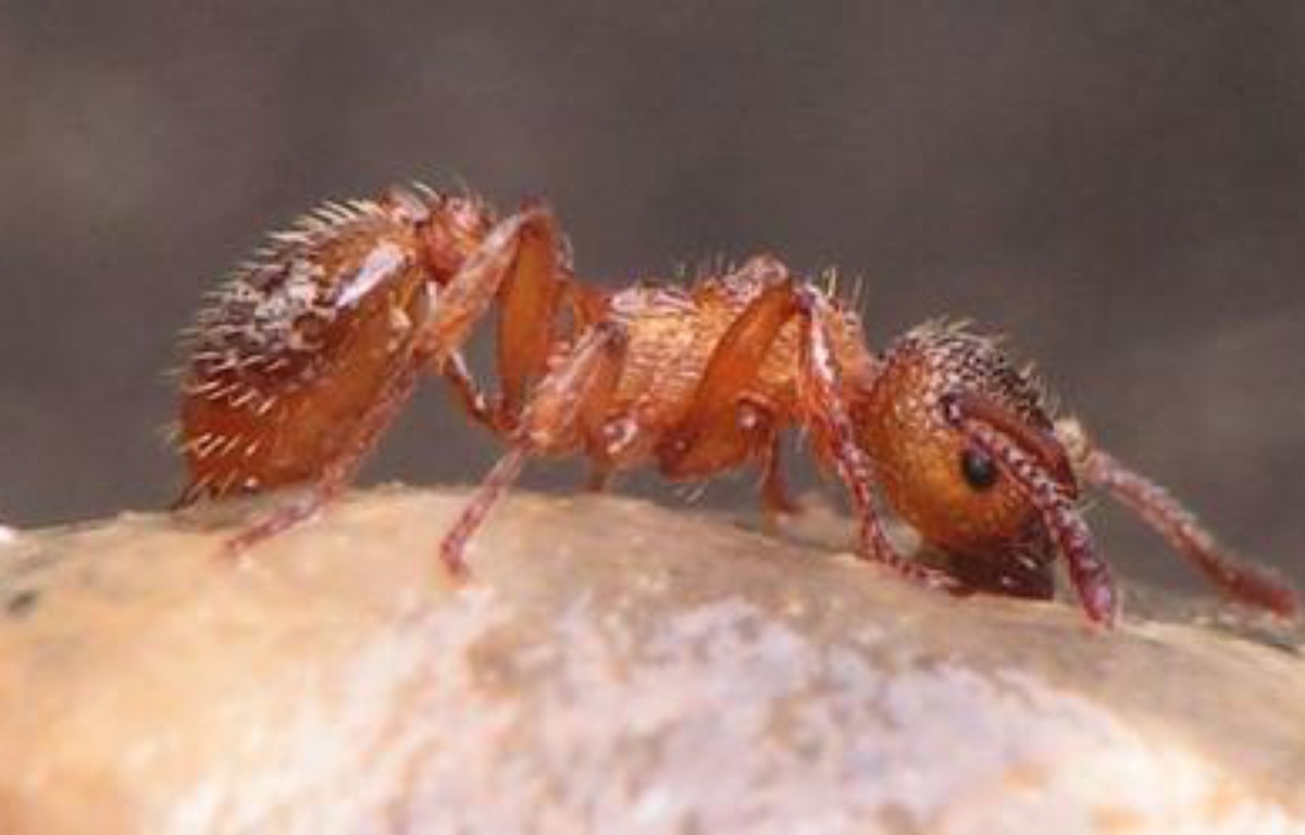 Temps De Vie D Une Fourmi Les fourmis sentent qu'elles vont mourir