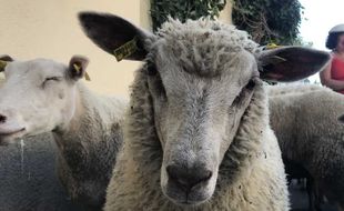 Un mouton. (Illustration)