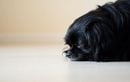 Pourquoi il est essentiel de laisser votre chien flairer partout lors des promenades : un geste simple pour son bonheur et son équilibre
